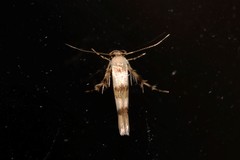 Stathmopoda tritophaea