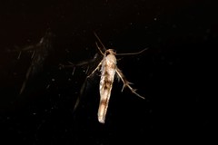 Stathmopoda tritophaea