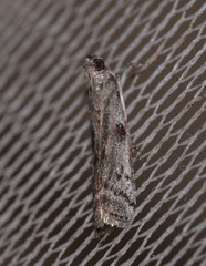 Cryptoblabes hemigypsa