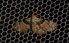 Gymnoscelis derogata