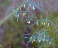 Asparagus kraussianus