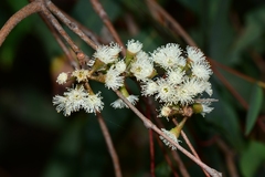 Eucalyptus radiata radiata
