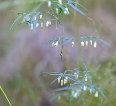 Asparagus kraussianus