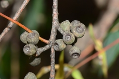 Eucalyptus radiata radiata