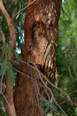 Eucalyptus radiata radiata