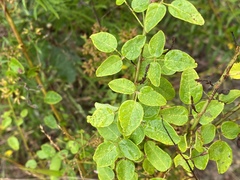 Desmodium marilandicum