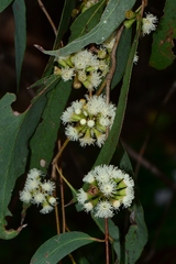 Eucalyptus radiata radiata