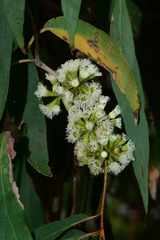 Eucalyptus radiata radiata