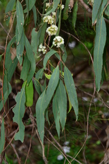 Eucalyptus radiata radiata