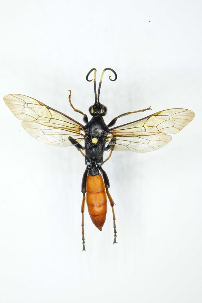 Protichneumon fusorius