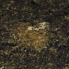 Protoblastenia rupestris