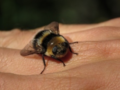 Oestrinae