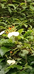 Mussaenda pubescens