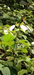 Mussaenda pubescens