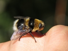Oestrinae