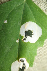 Chrysoesthia sexguttella