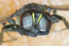 Ectemnius spinipes