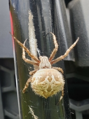 Backobourkia brouni