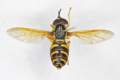 Chrysotoxum elegans