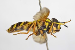 Chrysotoxum elegans