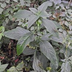 Triosteum angustifolium