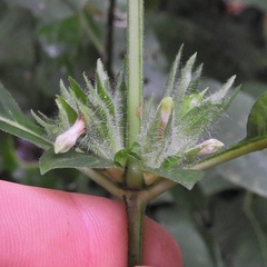 Triosteum angustifolium