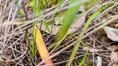 Prasophyllum fitzgeraldii