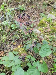 Aralia continentalis