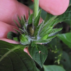 Triosteum angustifolium