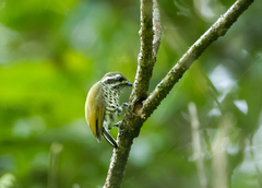 Picumnus innominatus