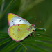 Clouded Yellows - Photo (c) Daniel V Raju, some rights reserved (CC BY-NC), uploaded by Daniel V Raju
