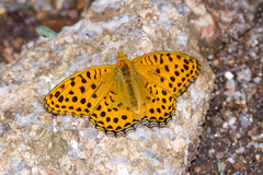 Argynnis castetsi