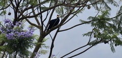 Musophaga rossae