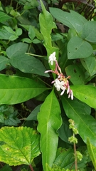 Rauvolfia serpentina