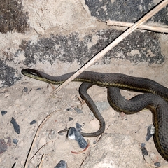 Thamnophis melanogaster