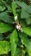 Rauvolfia serpentina