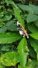 Rauvolfia serpentina