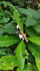 Rauvolfia serpentina