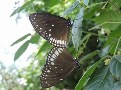 Euploea klugii