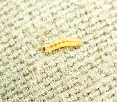 Chrysoesthia sexguttella