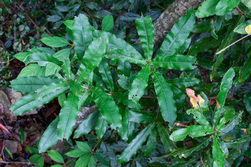 Macadamia tetraphylla