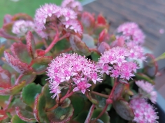 Hylotelephium sieboldii