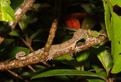 Cyrtodactylus brevipalmatus