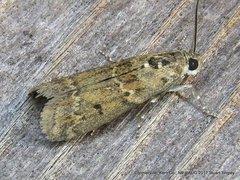 Ancylosis undulatella