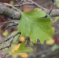 Crataegus sphaenophylla