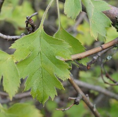 Crataegus sphaenophylla