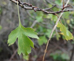 Crataegus sphaenophylla