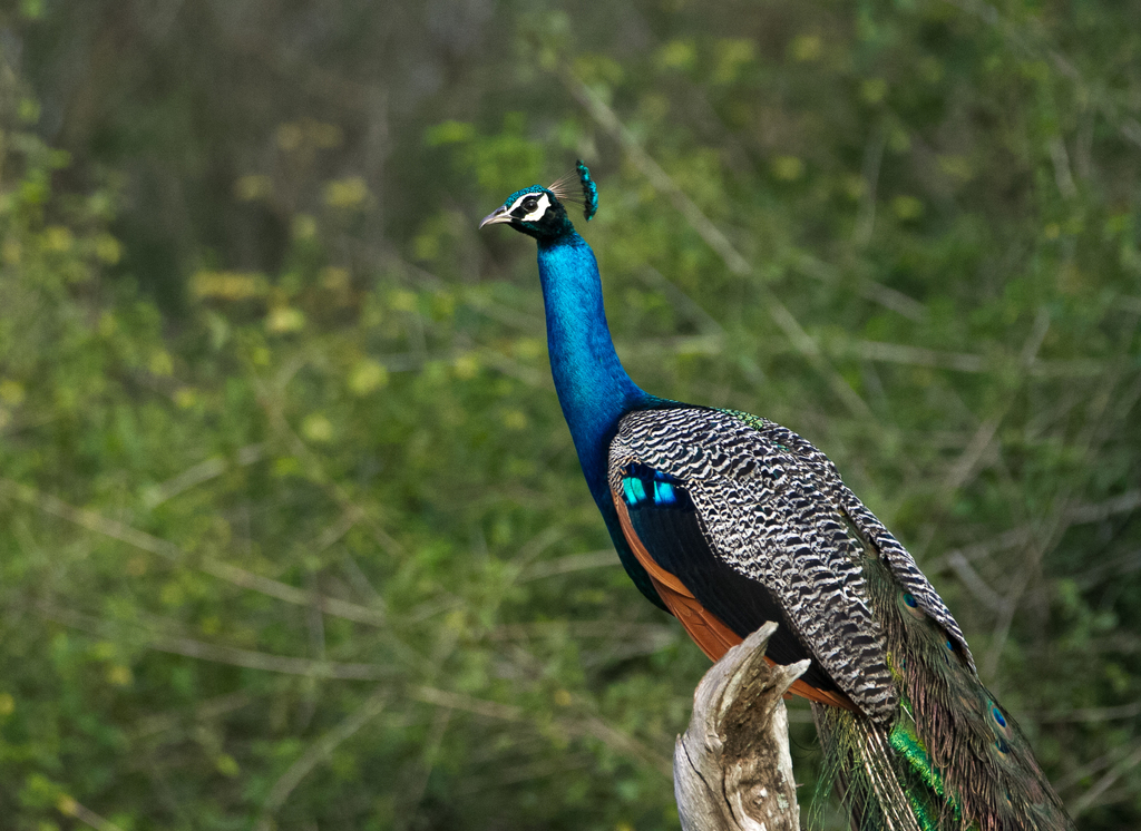 Peafowl