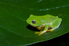 Raorchestes jayarami