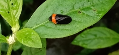 Phymatostetha deschampsi
